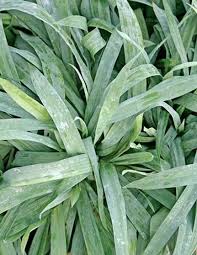 Attēlu rezultāti vaicājumam “Carex loliacea leaf”