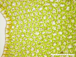 Attēlu rezultāti vaicājumam “Lophozia ventricosa”