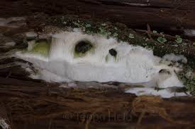 Attēlu rezultāti vaicājumam “Sidera lenis”