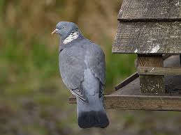Attēlu rezultāti vaicājumam “Columba palumbus”