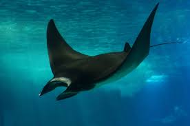 Image result for Mobula hypostoma