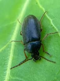 Attēlu rezultāti vaicājumam “Isomira murina”