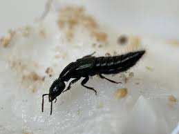 Billedresultat for rovbille