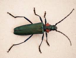 Attēlu rezultāti vaicājumam “Aromia moschata”