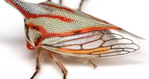 Attēlu rezultāti vaicājumam “Membracidae”