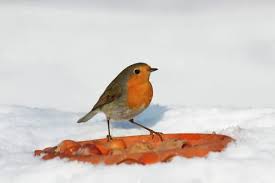 Image result for Erithacus rubecula