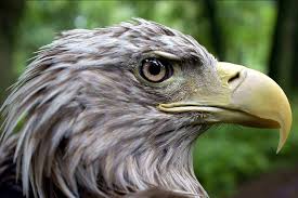 Attēlu rezultāti vaicājumam “Haliaeetus albicilla”