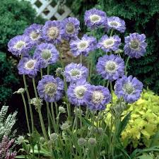Image result for scabiosa caucasica
