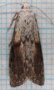 Attēlu rezultāti vaicājumam “Aphomia sociella male”