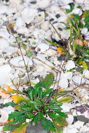 Attēlu rezultāti vaicājumam “Diplotaxis muralis flower”