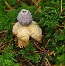 Attēlu rezultāti vaicājumam “Geastrum quadrifidum”