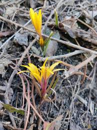 Attēlu rezultāti vaicājumam “Colchicaceae”