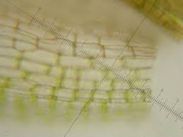 Attēlu rezultāti vaicājumam “Syntrichia virescens”