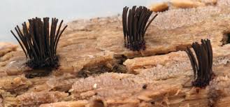 Attēlu rezultāti vaicājumam “Stemonitis virginiensis”