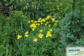 Image result for Meconopsis cambrica