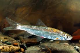 Image result for Chondrostoma nasus