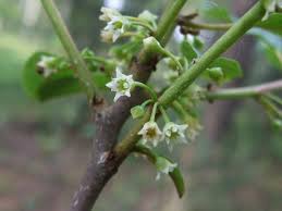 Attēlu rezultāti vaicājumam “Frangula alnus flower”
