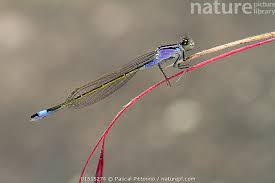 Attēlu rezultāti vaicājumam “Ischnura elegans”