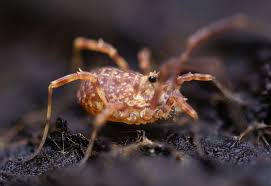 Attēlu rezultāti vaicājumam “Lophopilio palpinalis”