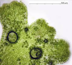 Attēlu rezultāti vaicājumam “Riccardia palmata”