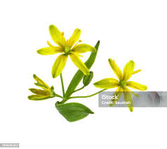 Attēlu rezultāti vaicājumam “Gagea lutea bud”