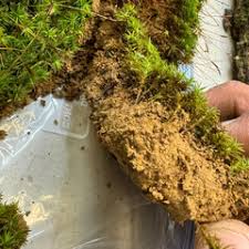 Attēlu rezultāti vaicājumam “Atrichum undulatum sporophyte”