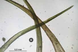 Attēlu rezultāti vaicājumam “Dicranum flagellare”