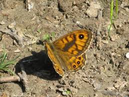 Attēlu rezultāti vaicājumam “Lasiommata megera underside”