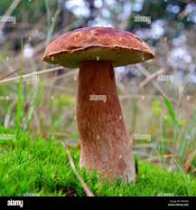 Attēlu rezultāti vaicājumam “Boletus pinophilus”