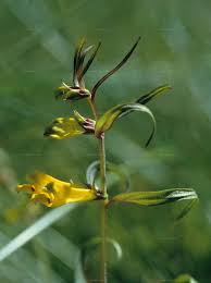 Attēlu rezultāti vaicājumam “Melampyrum sylvaticum leaf”