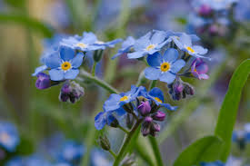 Image result for Myosotis sylvatica