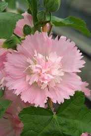 Image result for Alcea rosea `Appleblossom`