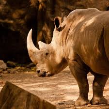 Image result for Rhyl Rhinos