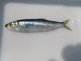 Image result for Clupea pallasii