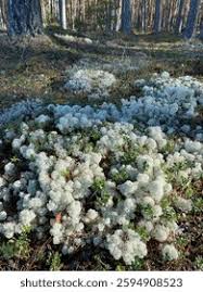 Attēlu rezultāti vaicājumam “Cladonia stellaris”