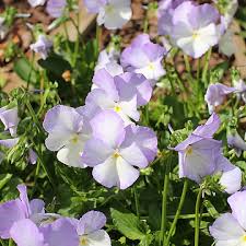 Attēlu rezultāti vaicājumam “Viola x williamsii”