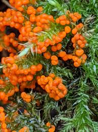 Attēlu rezultāti vaicājumam “Leocarpus fragilis var. bisporus”