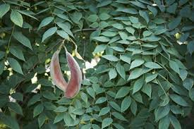Attēlu rezultāti vaicājumam “Gymnocladus dioicus leaf”