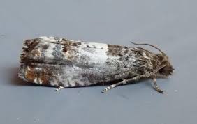 Attēlu rezultāti vaicājumam “Notocelia roborana”