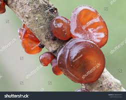 Attēlu rezultāti vaicājumam “Exidia cartilaginea”