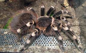 Znalezione obrazy dla zapytania geniculata