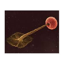 Attēlu rezultāti vaicājumam “Didymium aggregatum spores”