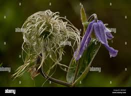 Attēlu rezultāti vaicājumam “Clematis fruit”