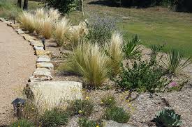 Attēlu rezultāti vaicājumam “Najas tenuissima leaf”