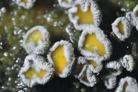 Attēlu rezultāti vaicājumam “Proliferodiscus pulveraceus”