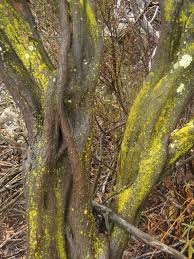 Attēlu rezultāti vaicājumam “Chrysothrix candelaris”
