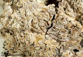 Attēlu rezultāti vaicājumam “Physconia detersa”