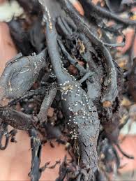 Attēlu rezultāti vaicājumam “Didymium xanthopus spores”