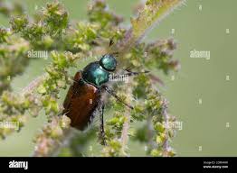 Attēlu rezultāti vaicājumam “Phyllopertha horticola imago”