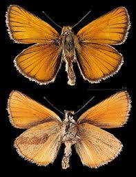 Attēlu rezultāti vaicājumam “Thymelicus lineola underside”